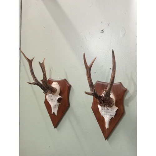 298 - TWO ROE DEER ANTLERS mounted on a hardwood plaque inscribed and dated 22/07/89 and 09/08/86, 40cm (h... 