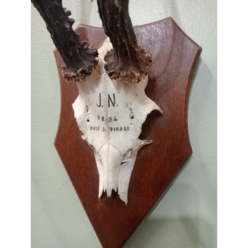 298 - TWO ROE DEER ANTLERS mounted on a hardwood plaque inscribed and dated 22/07/89 and 09/08/86, 40cm (h... 