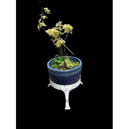 213 - A BLUE GLAZED TERRACOTTA JARDINIERE raised on a cast iron base with claw feet 43cm (h) x 45cm (d)