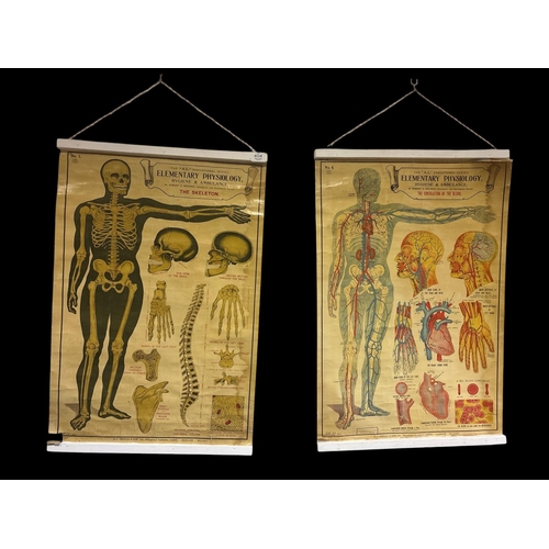 404 - A PAIR OF EARLY 20TH CENTURY ANATOMICAL EDUCATIONAL CHARTS by Robert E. Holding. Titled 'The Skeleto... 