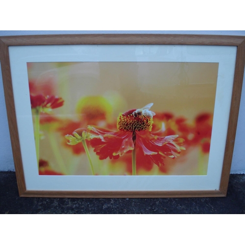 44 - 1 Large Bee Print in Wooden Frame