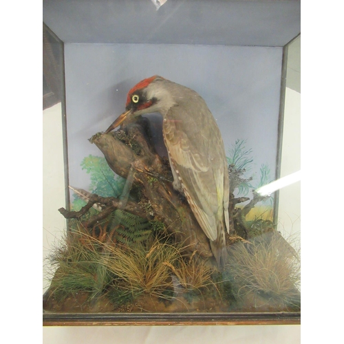 40 - A Taxidermy Woodpecker in an Antique Case