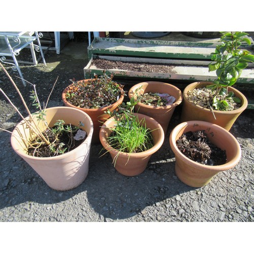 696f - A Collection of Garden Pot Plants - Herbs