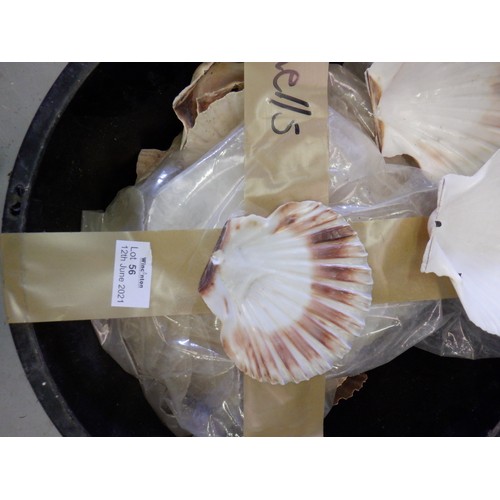 56 - Bucket of Scallop Shells