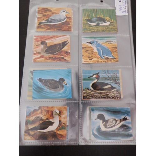 196 - Category -Birds: Cavanders 25 x Foreign Birds, Player 25 x Birds and Their Young- 1st Issue, Player ... 