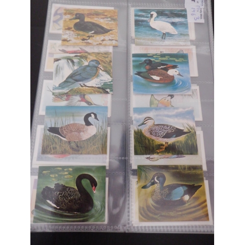 196 - Category -Birds: Cavanders 25 x Foreign Birds, Player 25 x Birds and Their Young- 1st Issue, Player ... 