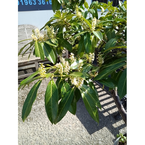 6 - A Cherry Laurel Tree ( we think!) in Beer Barrel Pot