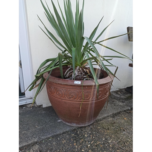 10 - Cordyline in Large Ceramic Pot