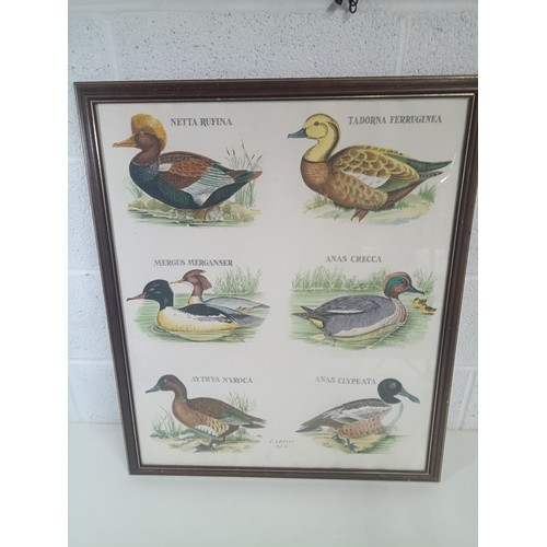 347e - A Large Framed S. Lassos Duck Prints