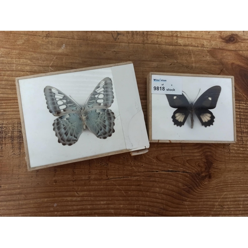 839 - 2 x Taxidermy butterflies