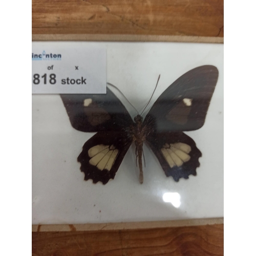 839 - 2 x Taxidermy butterflies