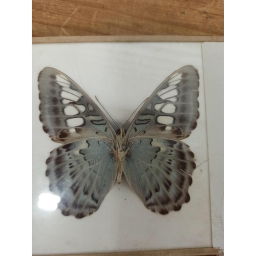 839 - 2 x Taxidermy butterflies