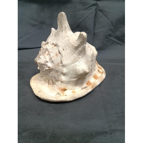 921 - A Large Queen Helmet Conch Shell 24cm Long