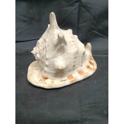 921 - A Large Queen Helmet Conch Shell 24cm Long