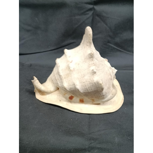 921 - A Large Queen Helmet Conch Shell 24cm Long