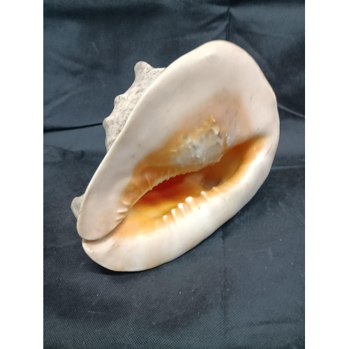 921 - A Large Queen Helmet Conch Shell 24cm Long