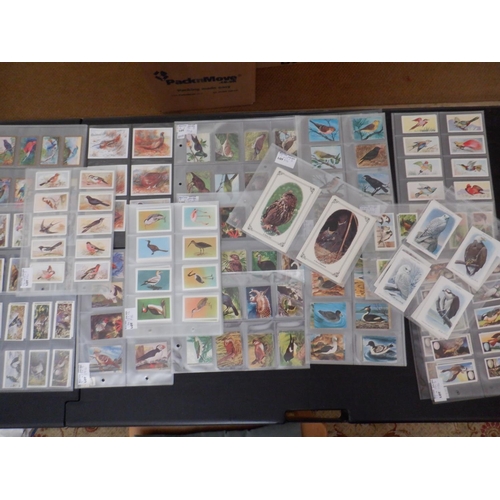 2196 - Category -Birds: Cavanders 25 x Foreign Birds, Player 25 x Birds and Their Young- 1st Issue, Player ... 