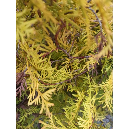 18 - 6 x 1mtr Tall Golden Conifers