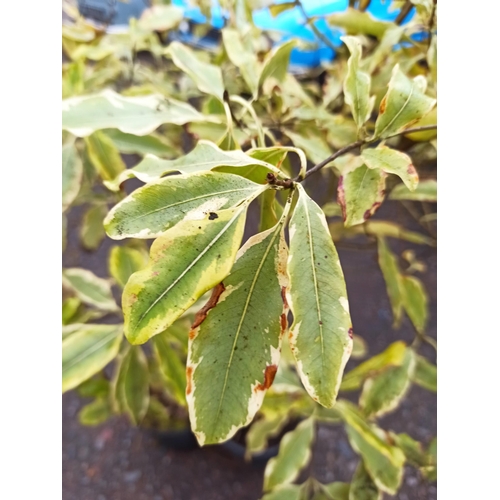 10 - Pittisporum Silver Queen Plants x 2