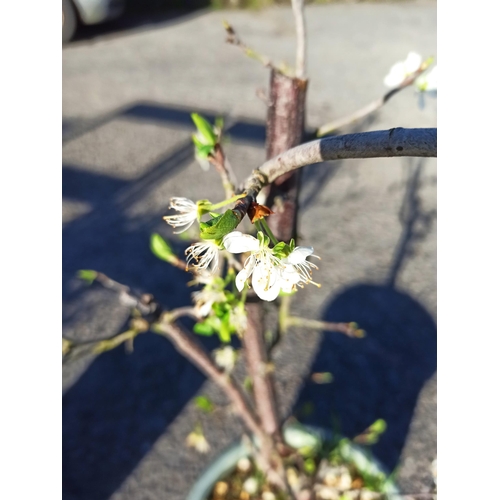 23 - Flowering Tree in Green Plastic Pot