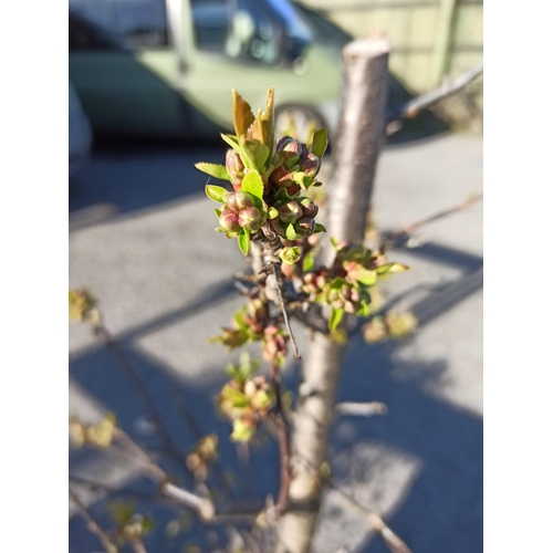 24 - Tree in Terracotta Plastic Pot