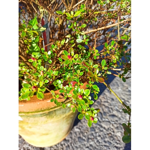 27 - Azalea in Large Terracotta Pot