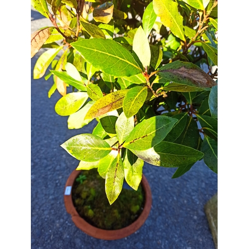 25 - 100cm Lollipop Bay Tree in Pot