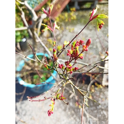 28 - Well Established 120cm H Acer in Large Glazed Pot