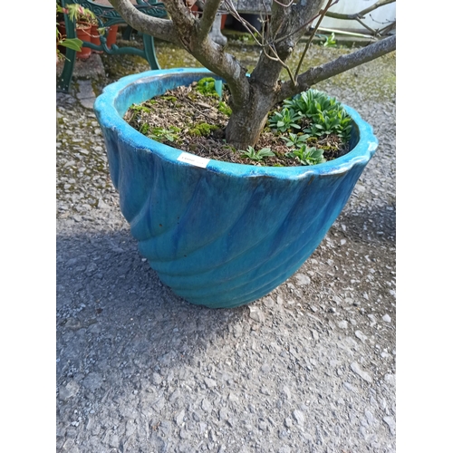 28 - Well Established 120cm H Acer in Large Glazed Pot