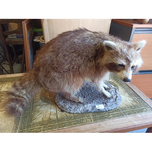 922 - Taxidermy Raccoon Standing 35cm High , 55cm Long