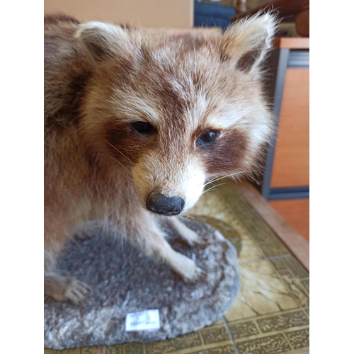 922 - Taxidermy Raccoon Standing 35cm High , 55cm Long