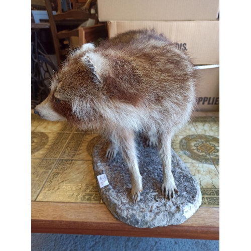 922 - Taxidermy Raccoon Standing 35cm High , 55cm Long