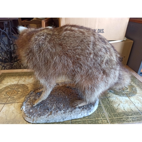 922 - Taxidermy Raccoon Standing 35cm High , 55cm Long