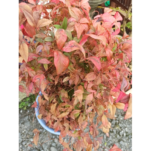 13 - Mahonia In Plastic Planter 1 Mtr and a Nandina Domestica in Plastic Planter,