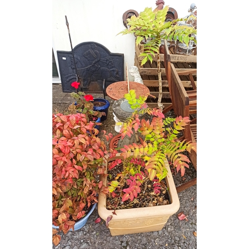 13 - Mahonia In Plastic Planter 1 Mtr and a Nandina Domestica in Plastic Planter,