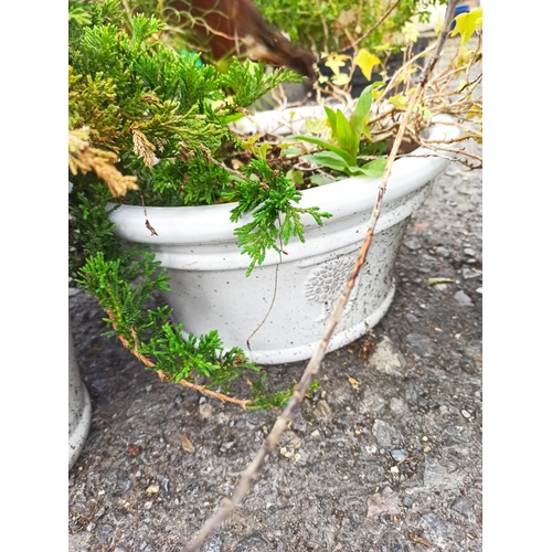 17 - Set of 3 x White Glazed Pots - one with Conifer and a small round Pot with crack