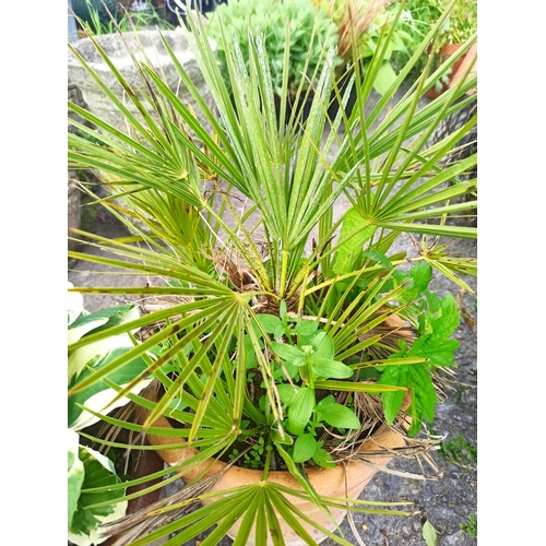 18 - 1 x Varrigated Hosta in Salt Glazed Pot and 1 Chamgerops Fern in a Clay Pot