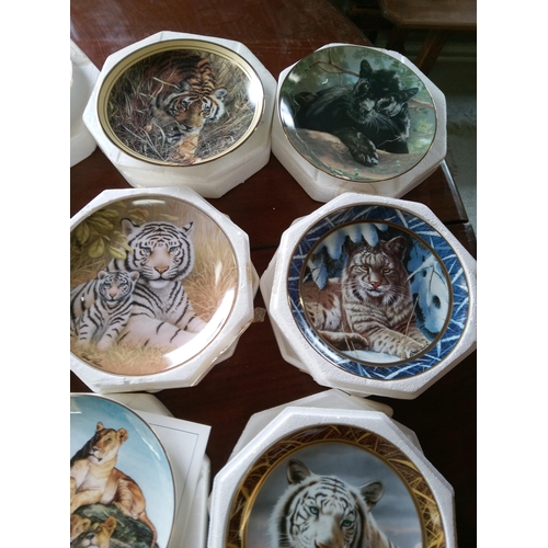 564B - An Assortment of Tiger Collectors Plates