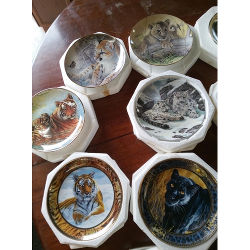 564B - An Assortment of Tiger Collectors Plates