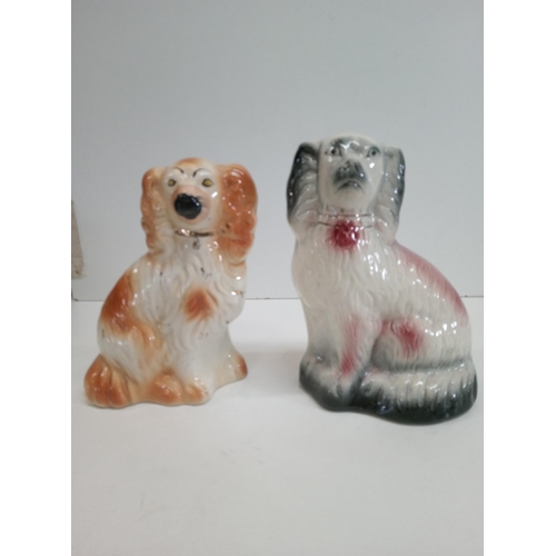 489 - 2 x Staffordshire King Charles Spaniels