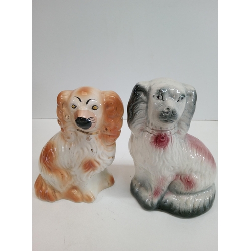 489 - 2 x Staffordshire King Charles Spaniels