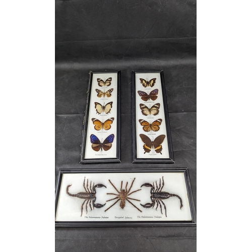 827 - 3 x Framed Taxidermy Butterfly, Scorpion and Tarantula - CITES Approved