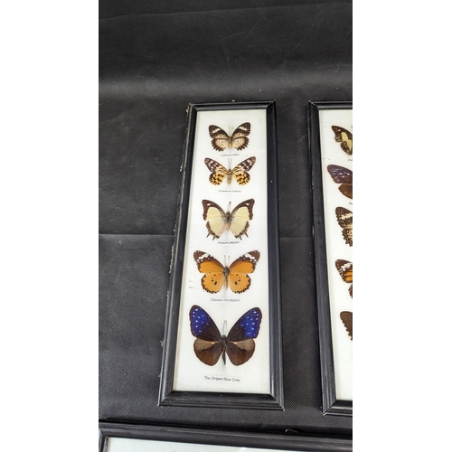 827 - 3 x Framed Taxidermy Butterfly, Scorpion and Tarantula - CITES Approved