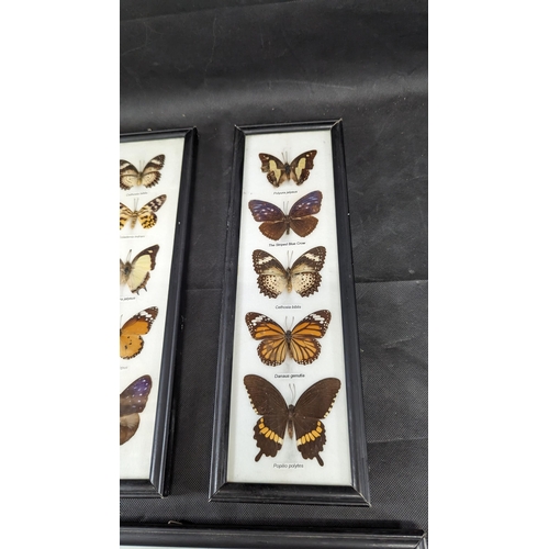 827 - 3 x Framed Taxidermy Butterfly, Scorpion and Tarantula - CITES Approved