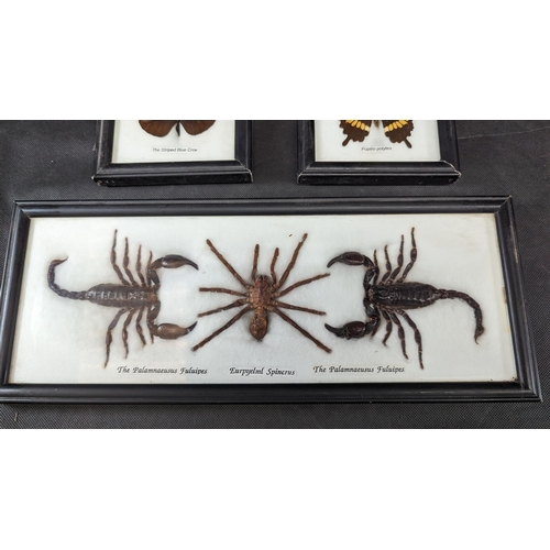 827 - 3 x Framed Taxidermy Butterfly, Scorpion and Tarantula - CITES Approved