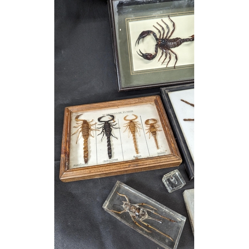 828 - A Collection of Taxidermy : Scorpions, Tarantulas etc, - CITES Approved