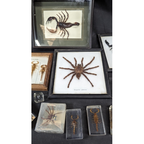 828 - A Collection of Taxidermy : Scorpions, Tarantulas etc, - CITES Approved