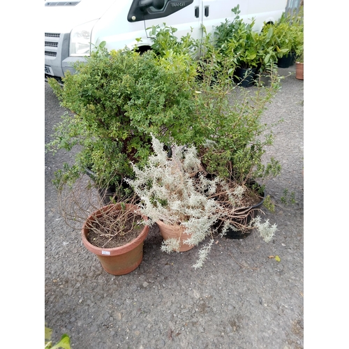 Lot 5         