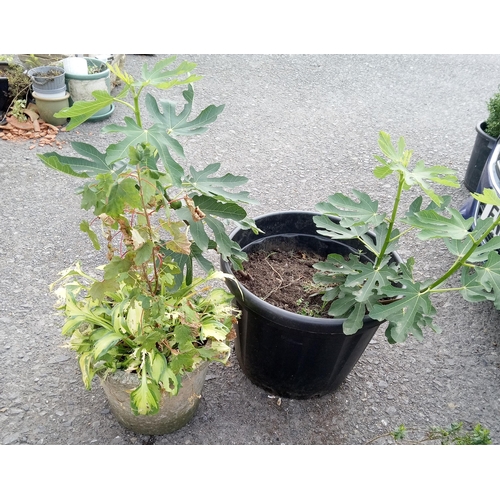 13 - 2 x Fig Trees in Large Plastic Pots and a Variegated Hosta and Sycamore Tree in Concrete Pot.