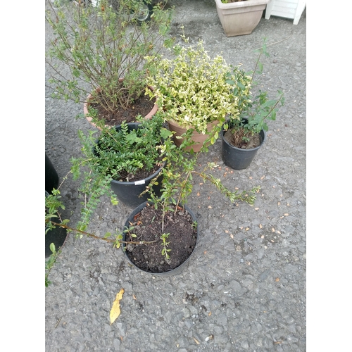 52 - 2 x Pyracantha, Lonicera nitida, Euonymus and Bush Clover.